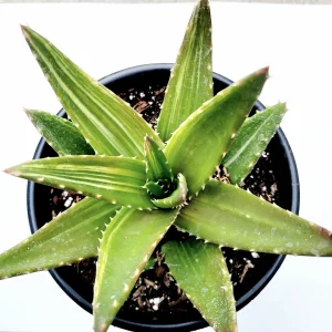 Mitre Aloe Live Plant - Aloe perfoliata Succulent, Rubble Aloe, Drought-Tolerant - Image 10