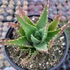 Mitre Aloe Live Plant - Aloe perfoliata Succulent, Rubble Aloe, Drought-Tolerant - Image 1