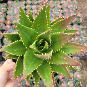 Mitre Aloe Live Plant - Aloe perfoliata Succulent, Rubble Aloe, Drought-Tolerant - Image 2