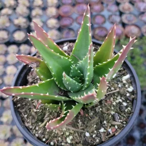 Mitre Aloe Live Plant - Aloe perfoliata Succulent, Rubble Aloe, Drought-Tolerant - Image 3
