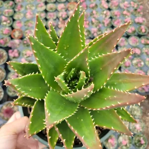 Mitre Aloe Live Plant - Aloe perfoliata Succulent, Rubble Aloe, Drought-Tolerant - Image 4