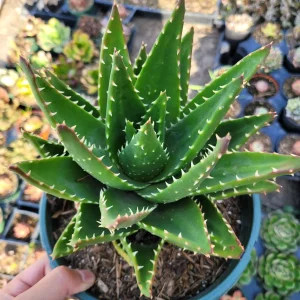 Mitre Aloe Live Plant - Aloe perfoliata Succulent, Rubble Aloe, Drought-Tolerant - Image 6