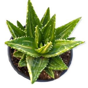 Mitre Aloe Live Plant - Aloe perfoliata Succulent, Rubble Aloe, Drought-Tolerant - Image 7