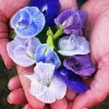 Mix Color Butterfly Pea Seeds - Blue, Purple, Pink, White Vines - Image 1