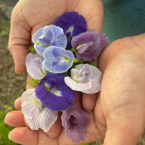 Mix Color Butterfly Pea Seeds - Blue, Purple, Pink, White Vines - Image 3