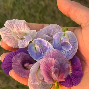 Mix Color Butterfly Pea Seeds - Blue, Purple, Pink, White Vines - Image 4