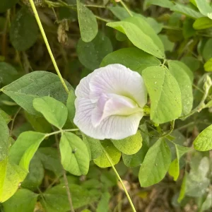 Mix Color Butterfly Pea Seeds - Blue, Purple, Pink, White Vines - Image 6