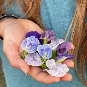 Mix Color Butterfly Pea Seeds - Blue, Purple, Pink, White Vines - Image 8