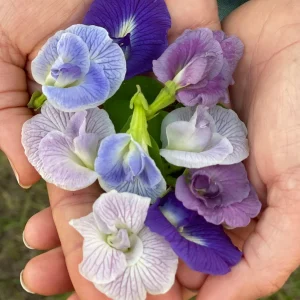 Mix Color Butterfly Pea Seeds - Blue, Purple, Pink, White Vines - Image 9
