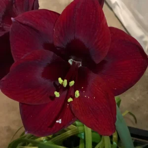 Mixed Amaryllis Bulbs - Assorted Colors, Large Size, Indoor/Outdoor - Image 2