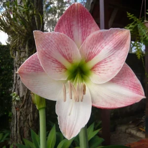 Mixed Amaryllis Bulbs - Assorted Colors, Large Size, Indoor/Outdoor - Image 3