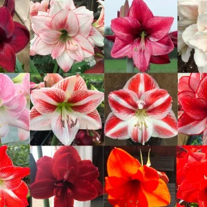 Mixed Amaryllis Bulbs - Assorted Colors, Large Size, Indoor/Outdoor - Image 1