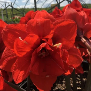 Mixed Amaryllis Bulbs - Assorted Colors, Large Size, Indoor/Outdoor - Image 4