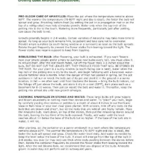 Mixed Amaryllis Bulbs - Assorted Colors, Large Size, Indoor/Outdoor - Image 7