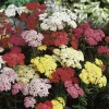 Mixed Color Yarrow Live Bare Root Plants - Set of 3 Perennial Herb Outdoor - Image 1