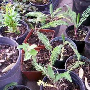 Mixed Color Yarrow Live Bare Root Plants - Set of 3 Perennial Herb Outdoor - Image 4