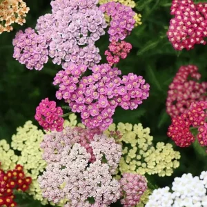Mixed Color Yarrow Live Bare Root Plants - Set of 3 Perennial Herb Outdoor - Image 6