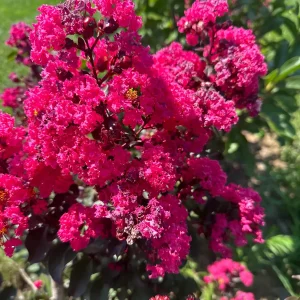 Mixed Crape Myrtle Live Plant – Quart Pot – 18-24 inches Tall – Outdoor - Image 1