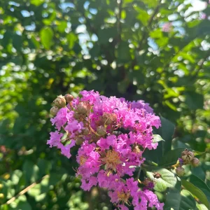 Mixed Crape Myrtle Live Plant – Quart Pot – 18-24 inches Tall – Outdoor - Image 4