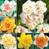 Mixed Double Daffodil Flower Bulbs - 8 Count - Gold, Orange, Pink, White, Yellow - Perennial - Image 1