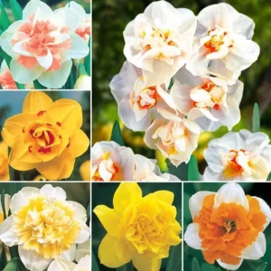Mixed Double Daffodil Flower Bulbs - 8 Count - Gold, Orange, Pink, White, Yellow - Perennial - Image 1