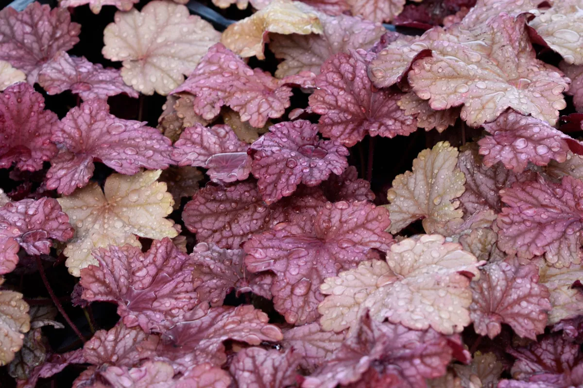 Mixed Heuchera Live Plant - Assorted Coral Bells - 3.5-inch Pots - Outdoor Foliage - Image 2