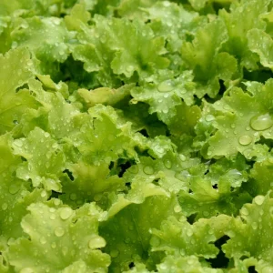 Mixed Heuchera Live Plant - Assorted Coral Bells - 3.5-inch Pots - Outdoor Foliage - Image 3