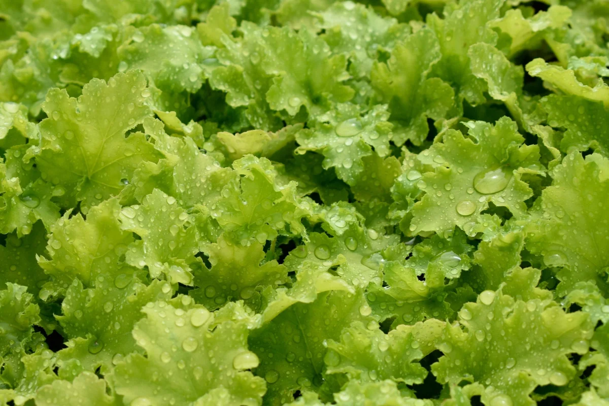 Mixed Heuchera Live Plant - Assorted Coral Bells - 3.5-inch Pots - Outdoor Foliage - Image 3