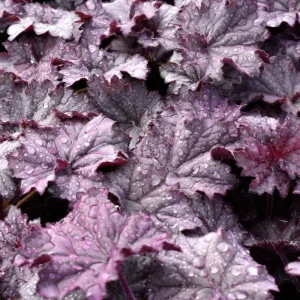 Mixed Heuchera Live Plant - Assorted Coral Bells - 3.5-inch Pots - Outdoor Foliage - Image 4