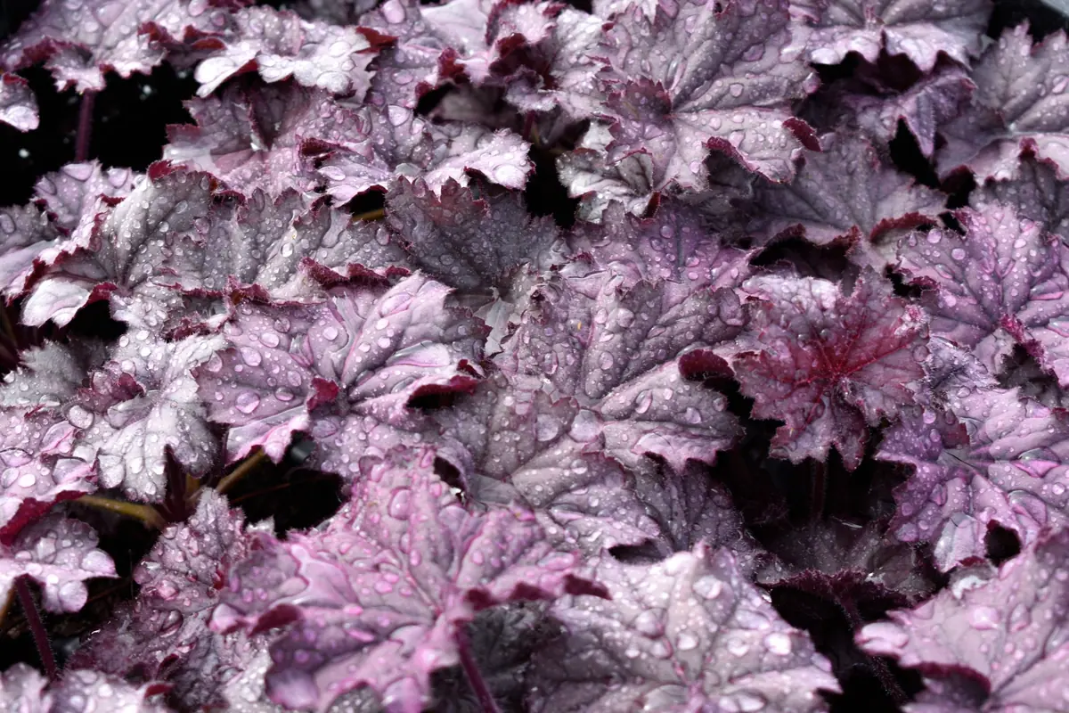 Mixed Heuchera Live Plant - Assorted Coral Bells - 3.5-inch Pots - Outdoor Foliage - Image 4
