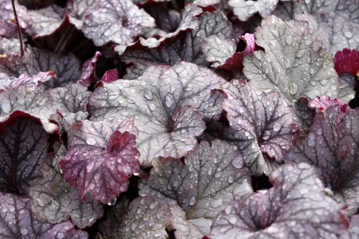 Mixed Heuchera Live Plant - Assorted Coral Bells - 3.5-inch Pots - Outdoor Foliage - Image 5