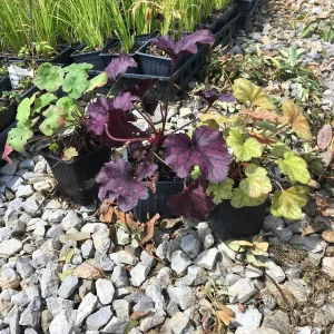 Mixed Heuchera Live Plant - Assorted Coral Bells - 3.5-inch Pots - Outdoor Foliage - Image 6
