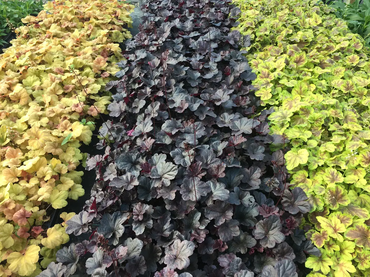 Mixed Heuchera Live Plant - Assorted Coral Bells - 3.5-inch Pots - Outdoor Foliage - Image 7