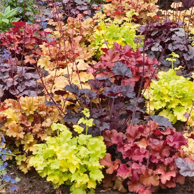 Mixed Heuchera Live Plant - Assorted Coral Bells - 3.5-inch Pots - Outdoor Foliage - Image 1