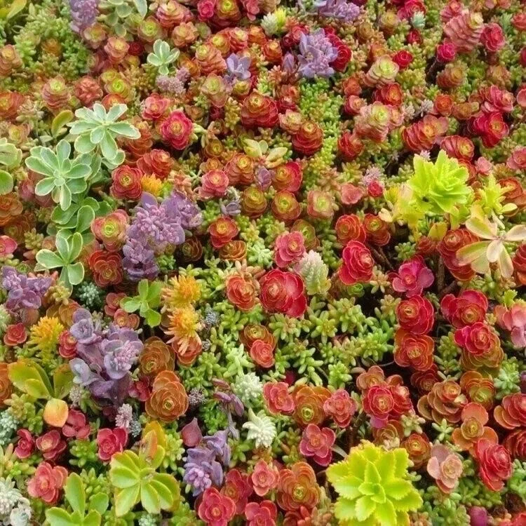 Mixed Sedum Stonecrop Succulent Seeds - 100+ Count Groundcover Perennial - Image 1