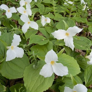 Mixed Trillium Bulbs – Perennial Woodland Wildflowers for Shade - Image 3