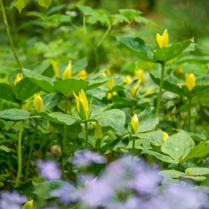 Mixed Trillium Bulbs – Perennial Woodland Wildflowers for Shade - Image 5