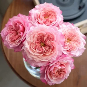 Miyabi Japanese Rose Live Plant – Ownroot – 6 Inch Pot – Outdoor Flower - Image 2