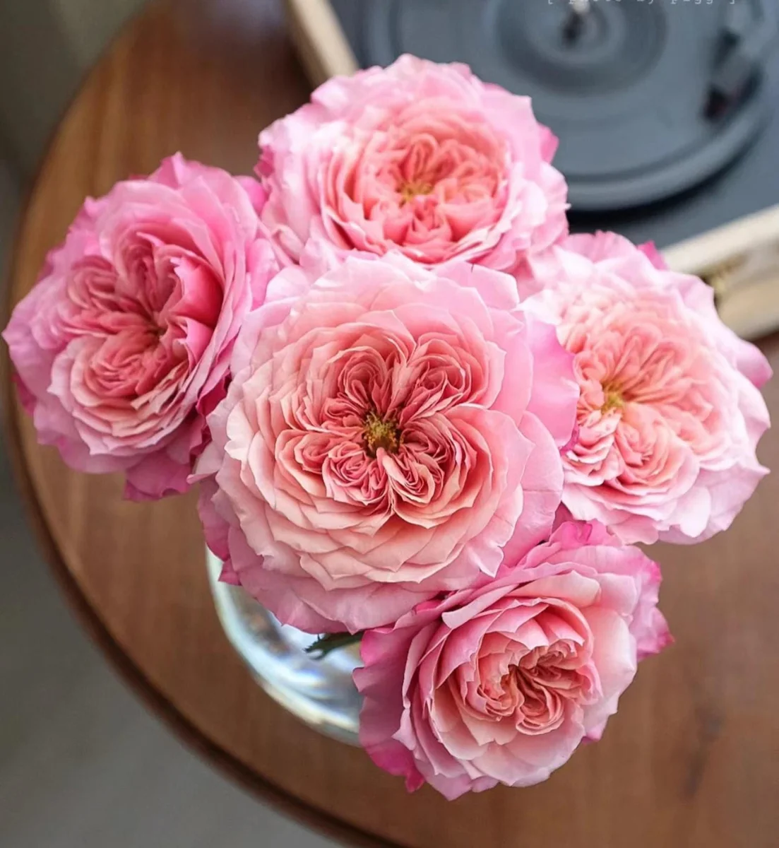 Miyabi Japanese Rose Live Plant – Ownroot – 6 Inch Pot – Outdoor Flower - Image 2