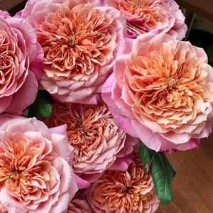 Miyabi Japanese Rose Live Plant – Ownroot – 6 Inch Pot – Outdoor Flower - Image 1