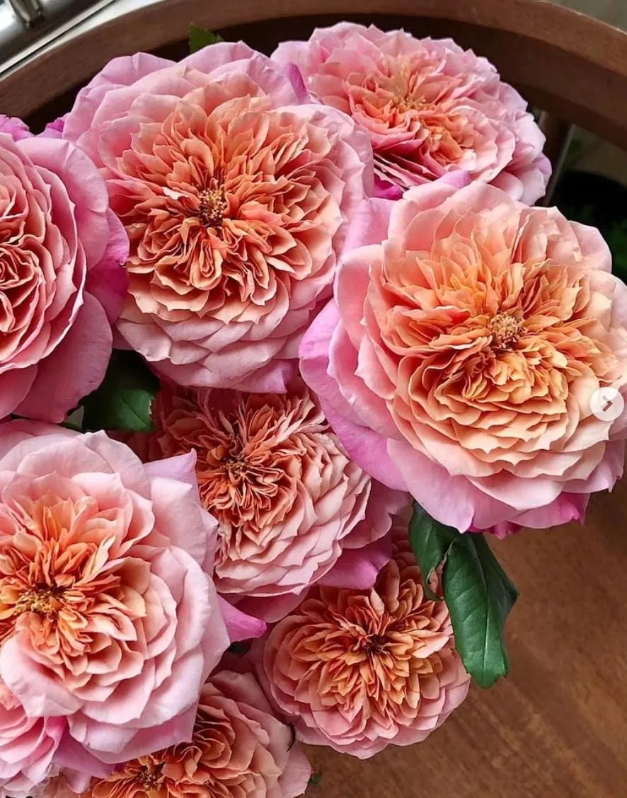 Miyabi Japanese Rose Live Plant – Ownroot – 6 Inch Pot – Outdoor Flower - Image 1