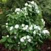 Mock Orange Illuminati Spice Live Plant - 4 inch Pot - Fragrant Shrub - Image 1