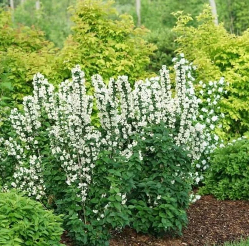 Mock Orange 'Minnesota Snowflake' Live Plant - Quart Pot - Fragrant White Shrub - Image 10