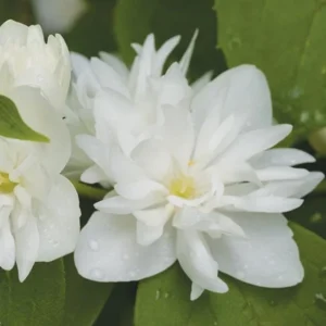 Mock Orange 'Minnesota Snowflake' Live Plant - Quart Pot - Fragrant White Shrub - Image 2