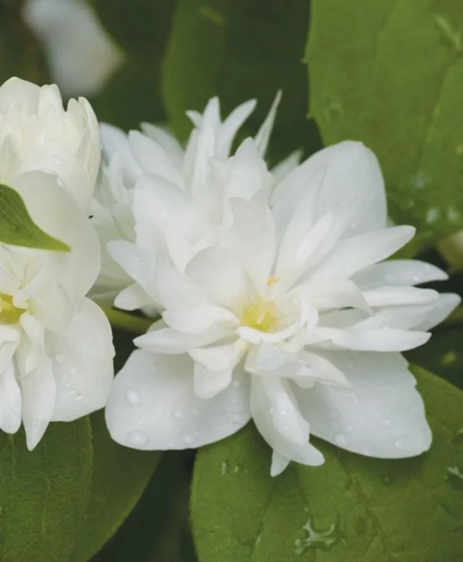 Mock Orange 'Minnesota Snowflake' Live Plant - Quart Pot - Fragrant White Shrub - Image 2