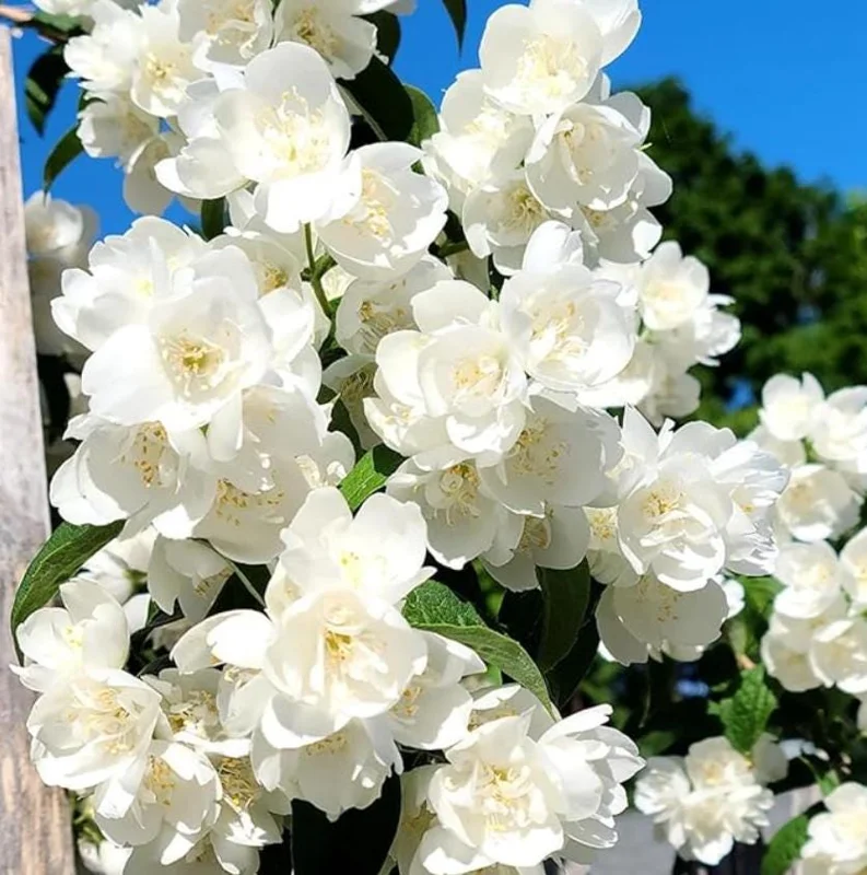 Mock Orange 'Minnesota Snowflake' Live Plant - Quart Pot - Fragrant White Shrub - Image 3