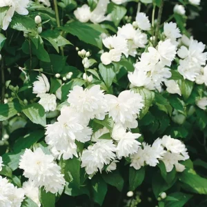 Mock Orange 'Minnesota Snowflake' Live Plant - Quart Pot - Fragrant White Shrub - Image 4