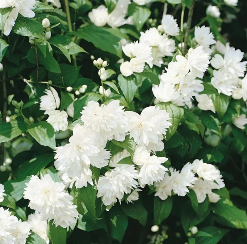 Mock Orange 'Minnesota Snowflake' Live Plant - Quart Pot - Fragrant White Shrub - Image 4