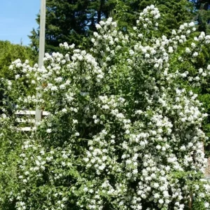 Mock Orange 'Minnesota Snowflake' Live Plant - Quart Pot - Fragrant White Shrub - Image 5
