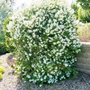 Mock Orange 'Minnesota Snowflake' Live Plant - Quart Pot - Fragrant White Shrub - Image 6